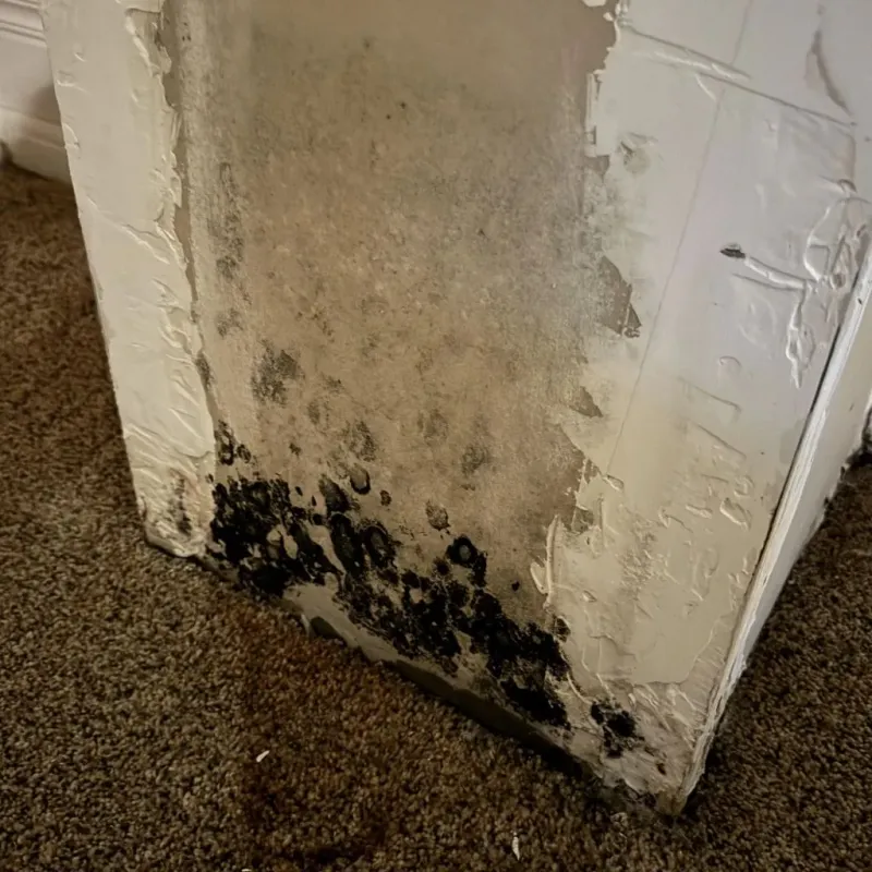 Professional Mold Removal in Parkville, PA